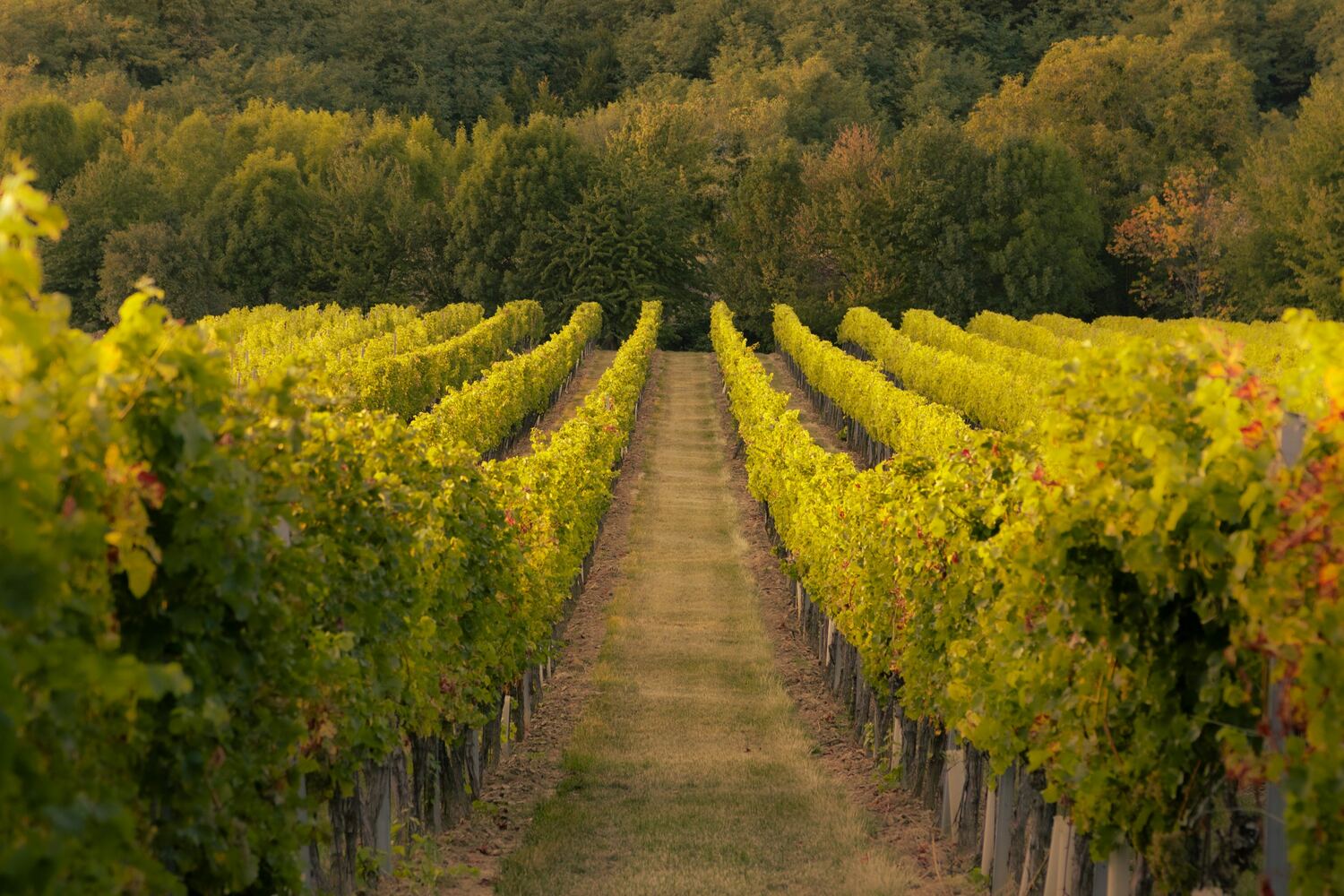 Vineyard rows at golden hour