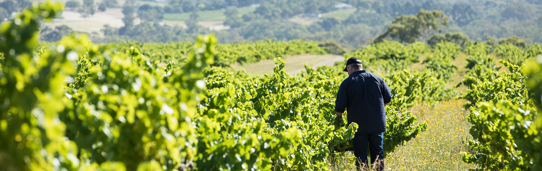 VitaVine: Developing Resilient Grapes